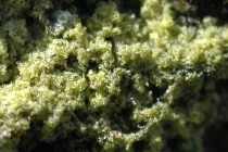 Klebsormidium algae