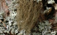 hair lichen