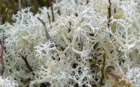 Cladina lichen