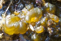 Nostoc algae