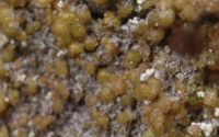 areolate lichen