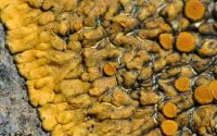 placodioid lichen