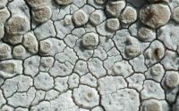 rimose lichens