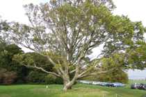 Penrhyn Castle oak tree